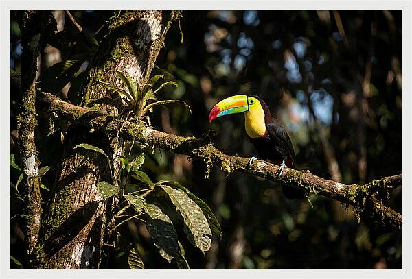 Colorful Toucan In Rainforest