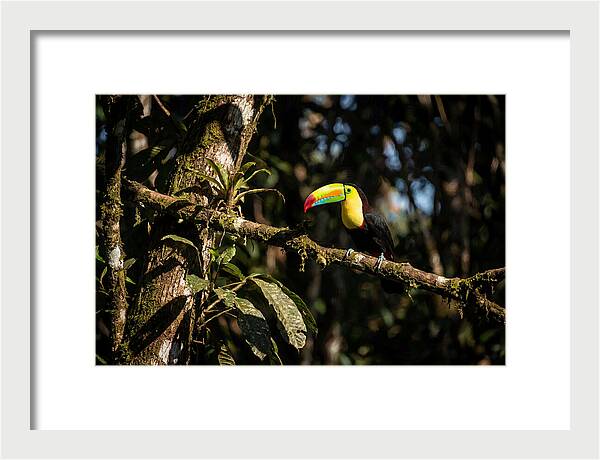 Colorful Toucan In Rainforest