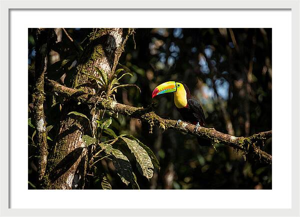 Colorful Toucan In Rainforest