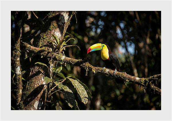 Colorful Toucan In Rainforest