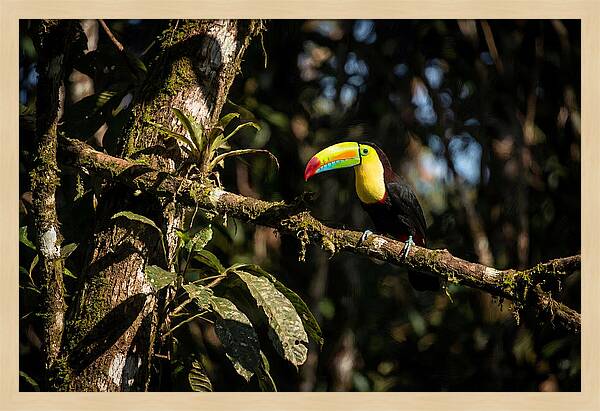 Colorful Toucan In Rainforest