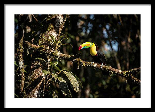Colorful Toucan In Rainforest