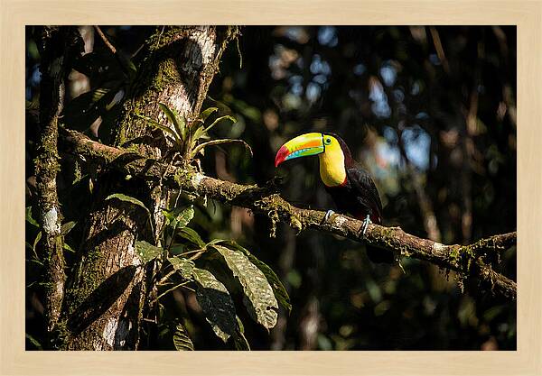Colorful Toucan In Rainforest