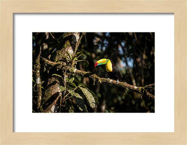 Colorful Toucan In Rainforest