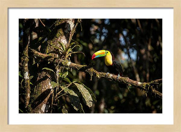Colorful Toucan In Rainforest