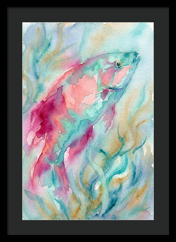 Colorful Wrasse Underwater