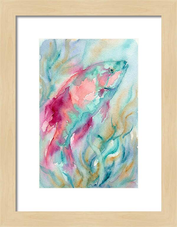 Colorful Wrasse Underwater