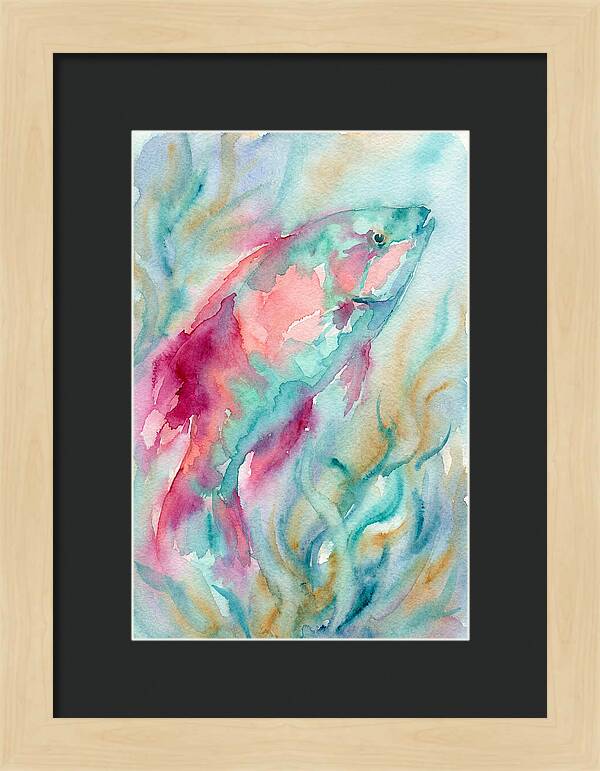 Colorful Wrasse Underwater