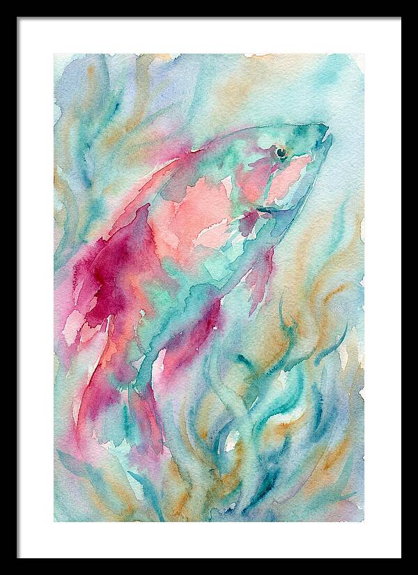 Colorful Wrasse Underwater