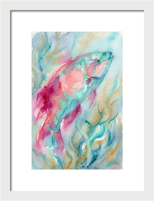 Colorful Wrasse Underwater