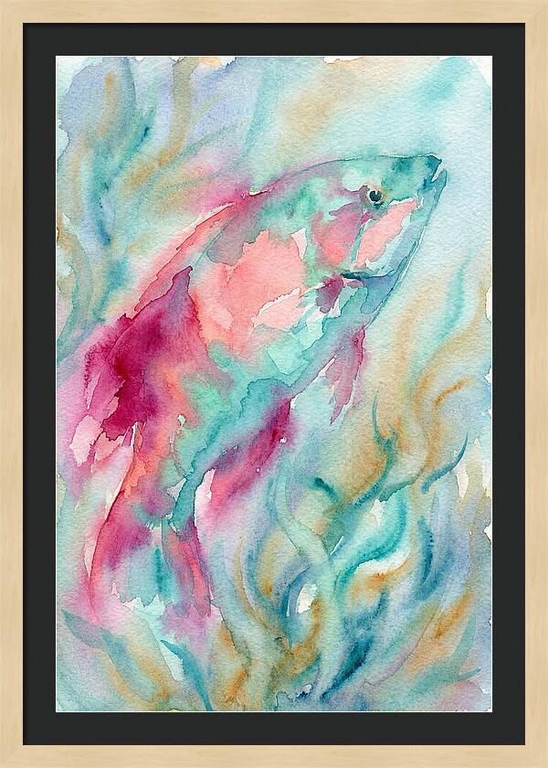 Colorful Wrasse Underwater
