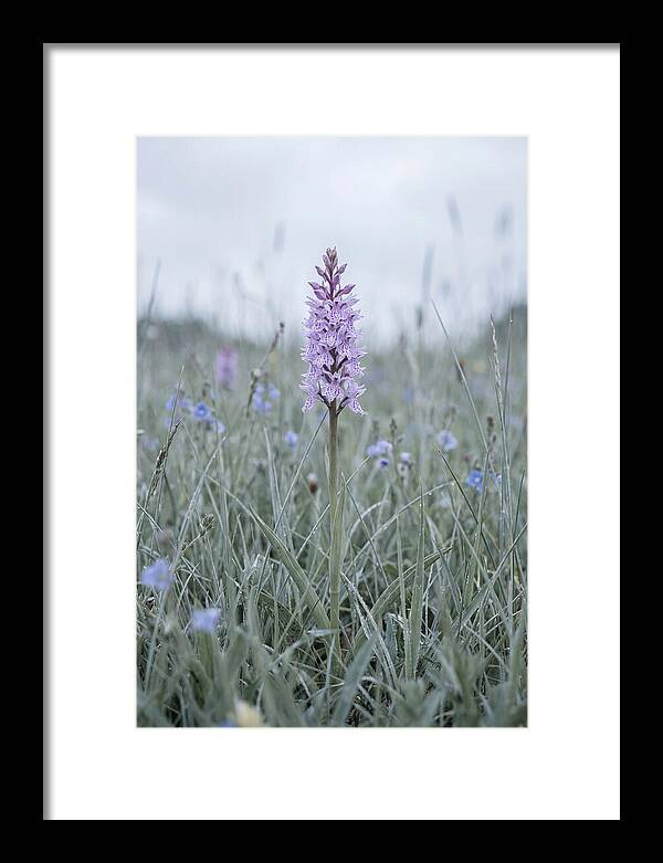 Common Spotted Orchid In Meadow
