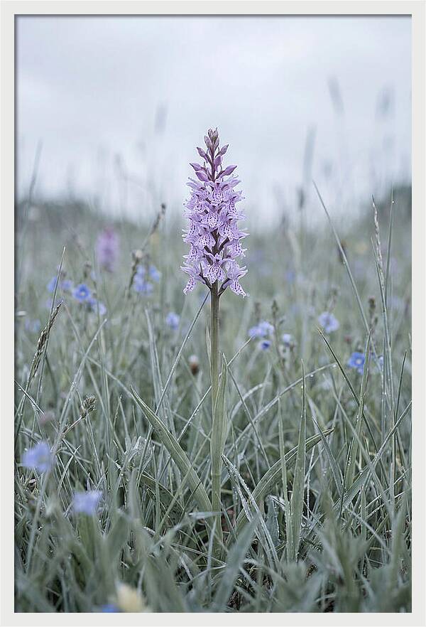 Common Spotted Orchid In Meadow
