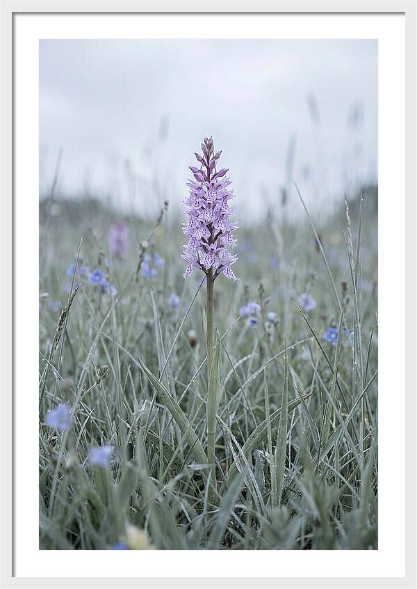Common Spotted Orchid In Meadow