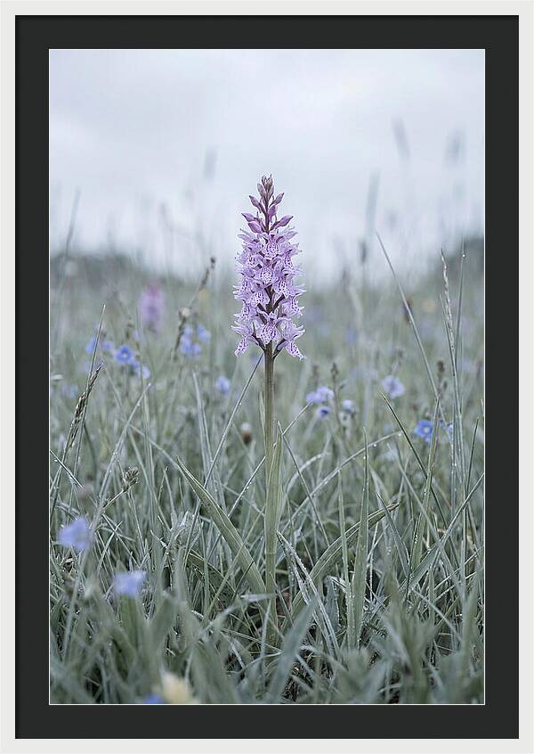 Common Spotted Orchid In Meadow