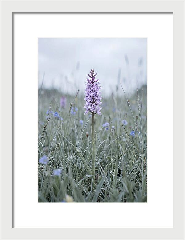 Common Spotted Orchid In Meadow