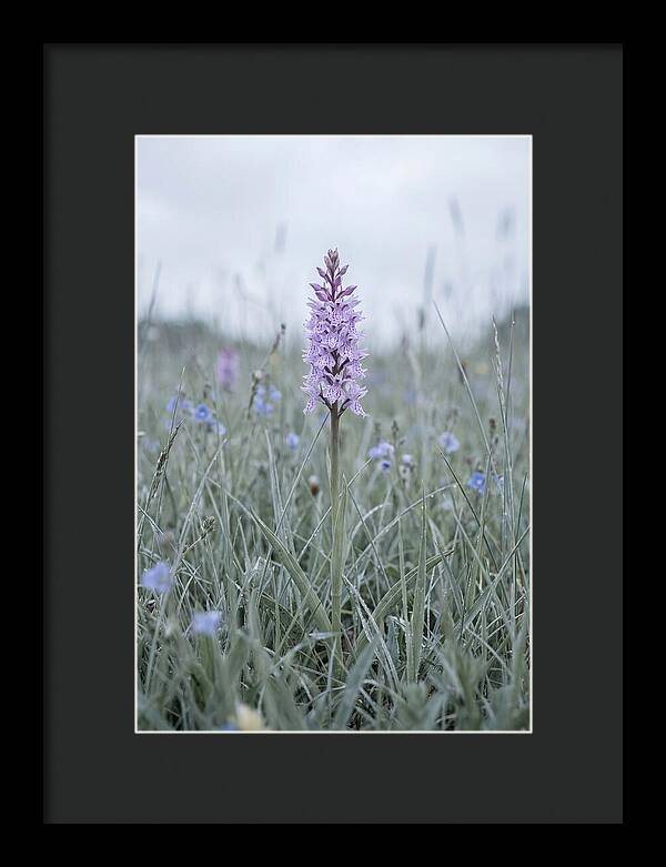 Common Spotted Orchid In Meadow