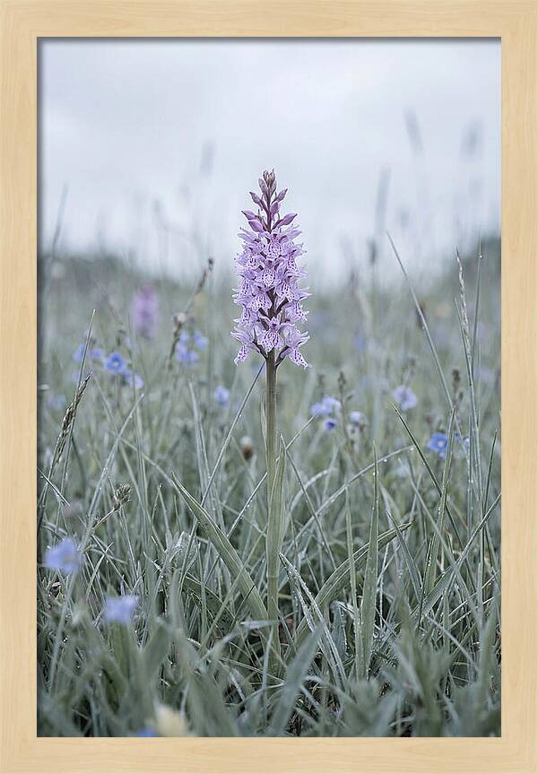 Common Spotted Orchid In Meadow