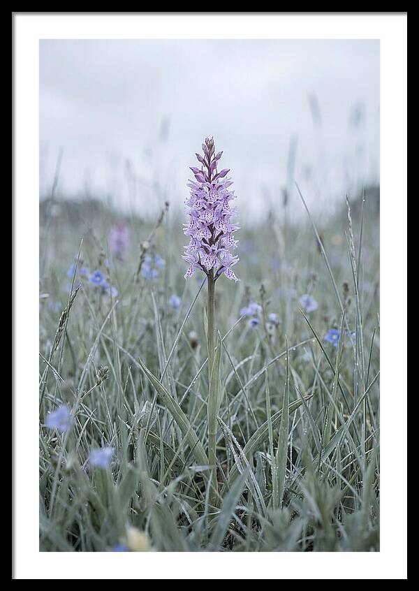 Common Spotted Orchid In Meadow