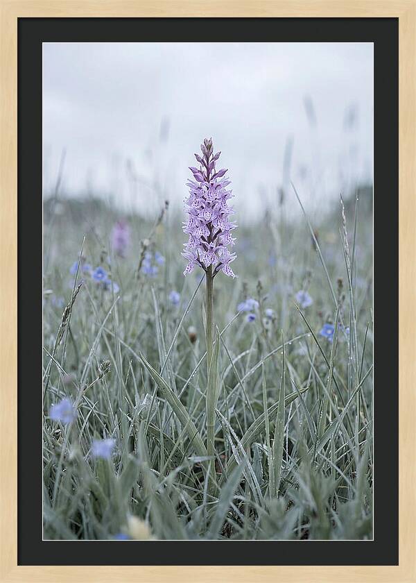 Common Spotted Orchid In Meadow