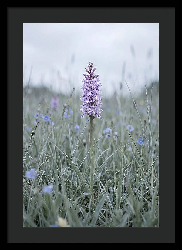 Common Spotted Orchid In Meadow