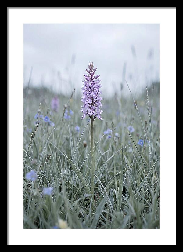 Common Spotted Orchid In Meadow