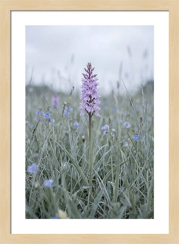 Common Spotted Orchid In Meadow