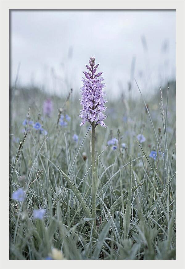 Common Spotted Orchid In Meadow