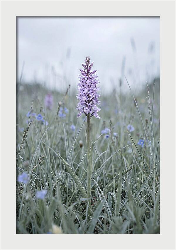 Common Spotted Orchid In Meadow