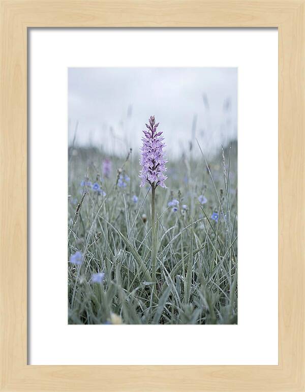 Common Spotted Orchid In Meadow