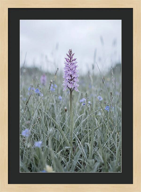 Common Spotted Orchid In Meadow
