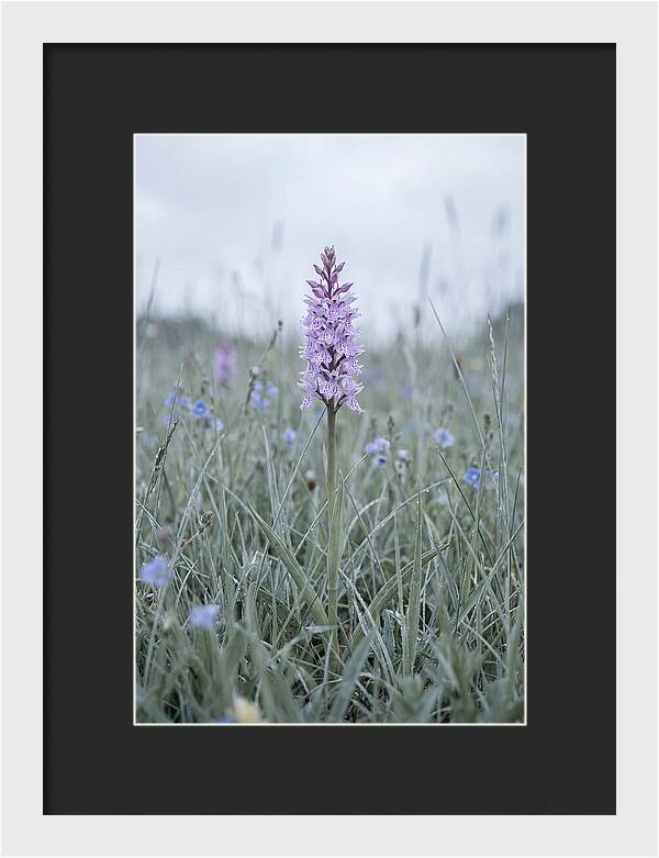 Common Spotted Orchid In Meadow