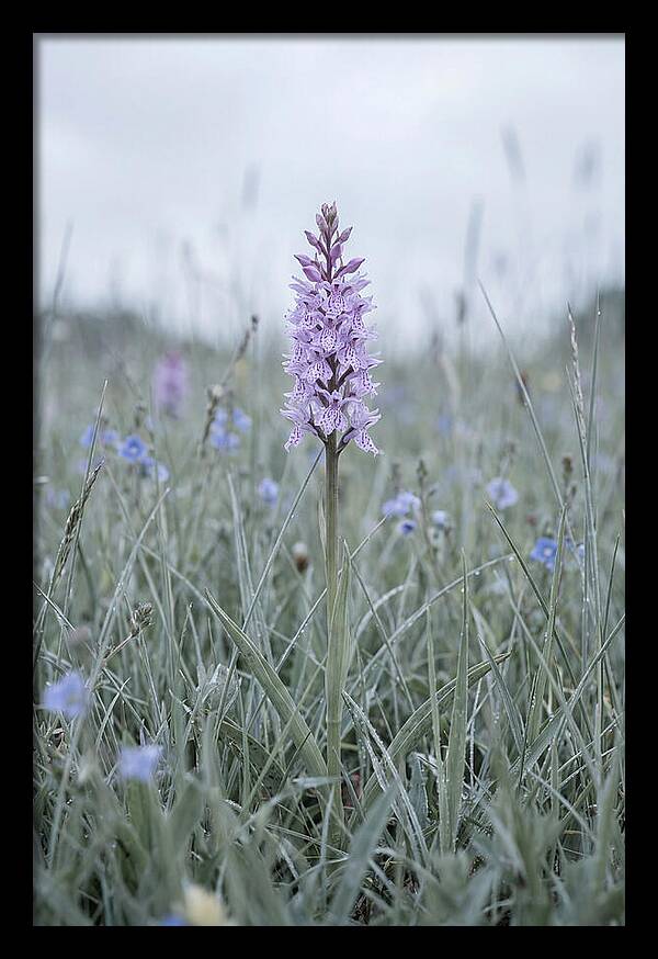 Common Spotted Orchid In Meadow