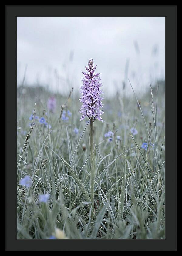Common Spotted Orchid In Meadow