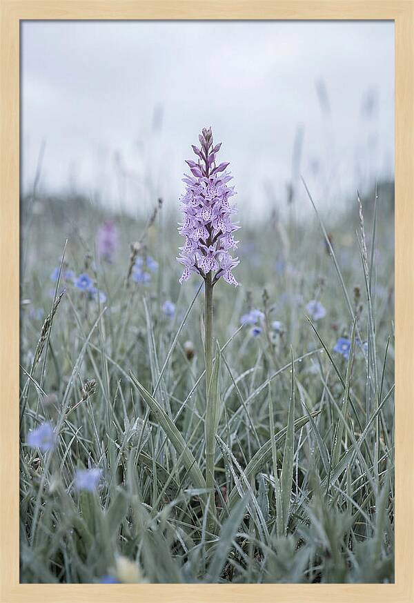 Common Spotted Orchid In Meadow