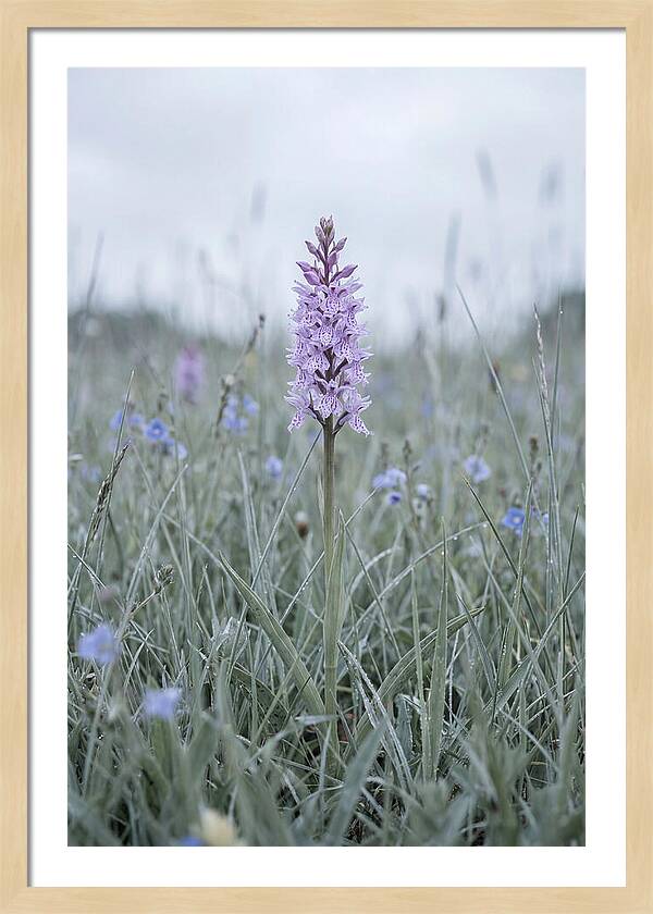 Common Spotted Orchid In Meadow
