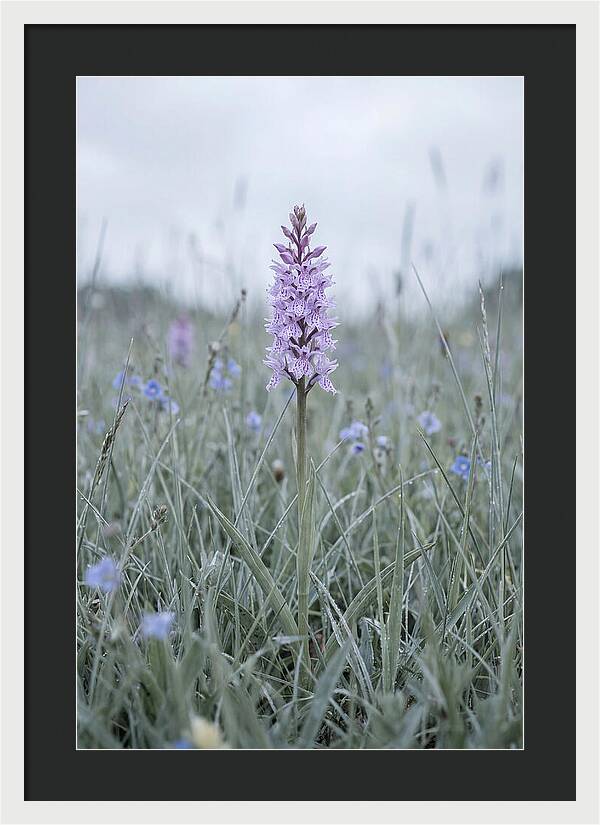 Common Spotted Orchid In Meadow