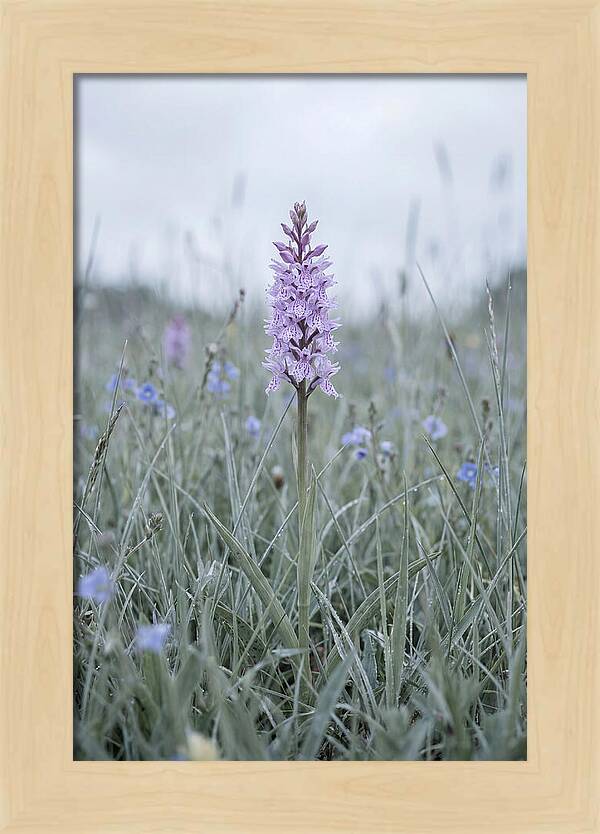 Common Spotted Orchid In Meadow