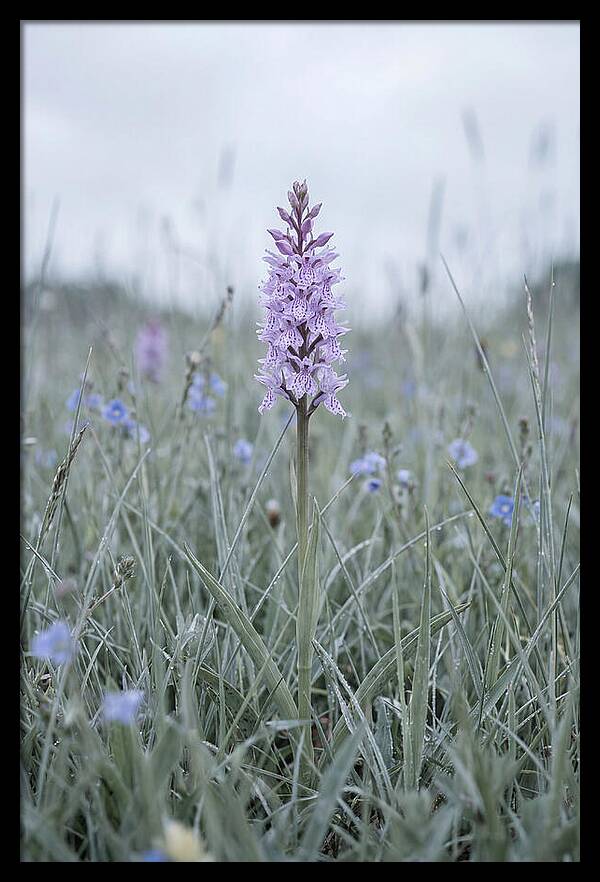 Common Spotted Orchid In Meadow