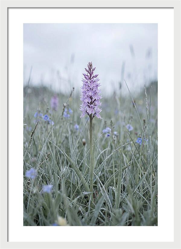 Common Spotted Orchid In Meadow