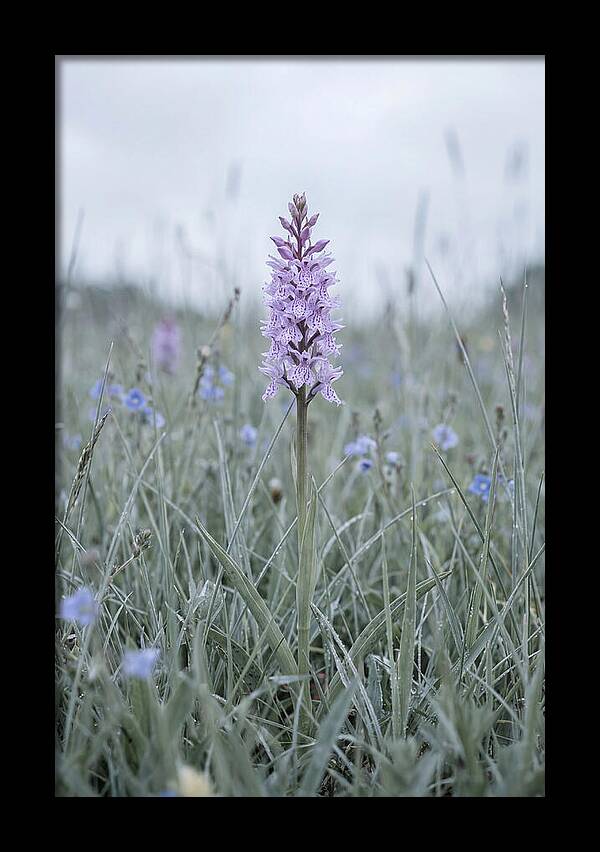 Common Spotted Orchid In Meadow