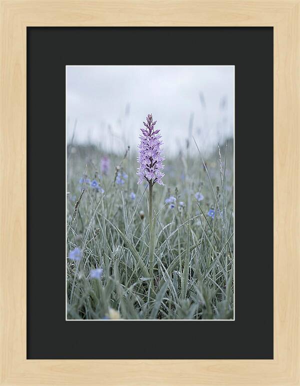 Common Spotted Orchid In Meadow