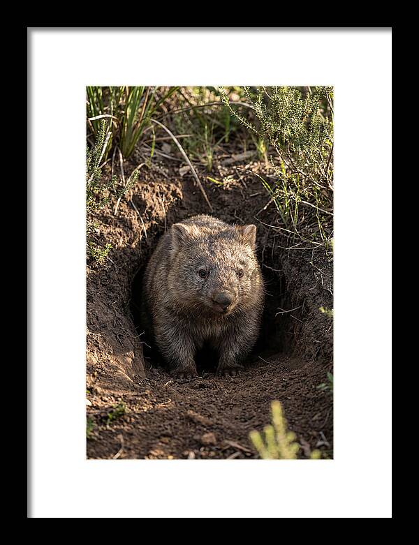 Common Wombat Emerging From Burrow