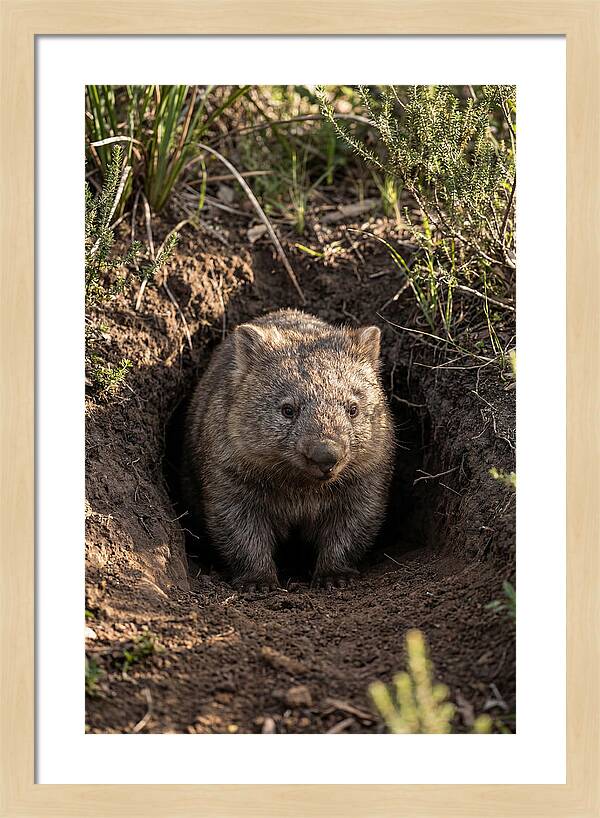 Common Wombat Emerging From Burrow