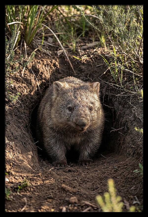 Common Wombat Emerging From Burrow