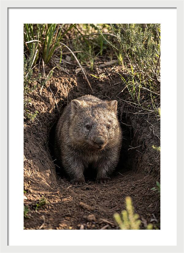 Common Wombat Emerging From Burrow