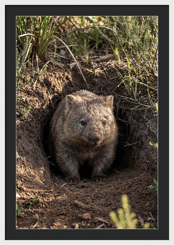 Common Wombat Emerging From Burrow