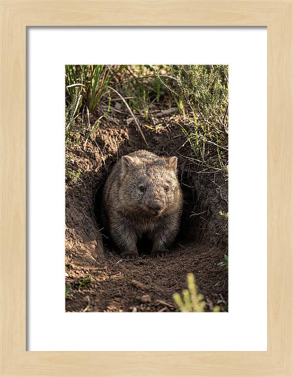 Common Wombat Emerging From Burrow