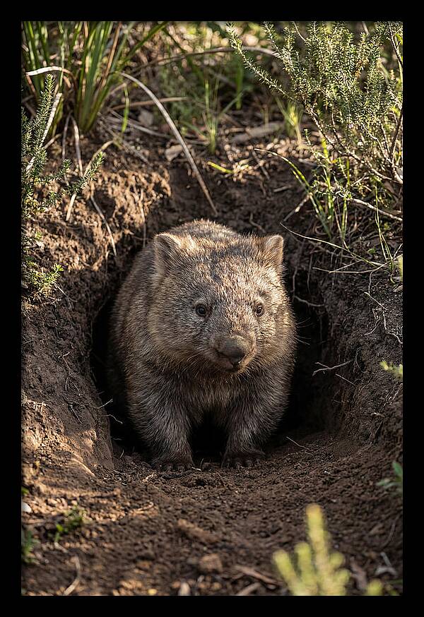 Common Wombat Emerging From Burrow