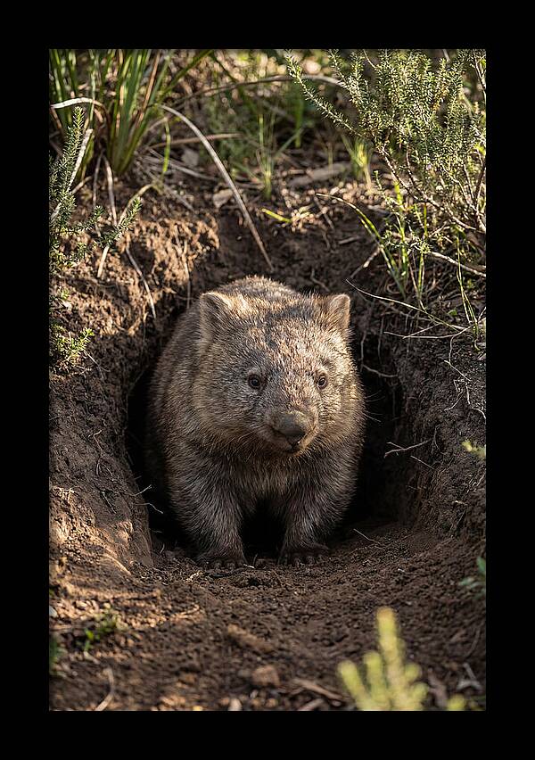 Common Wombat Emerging From Burrow